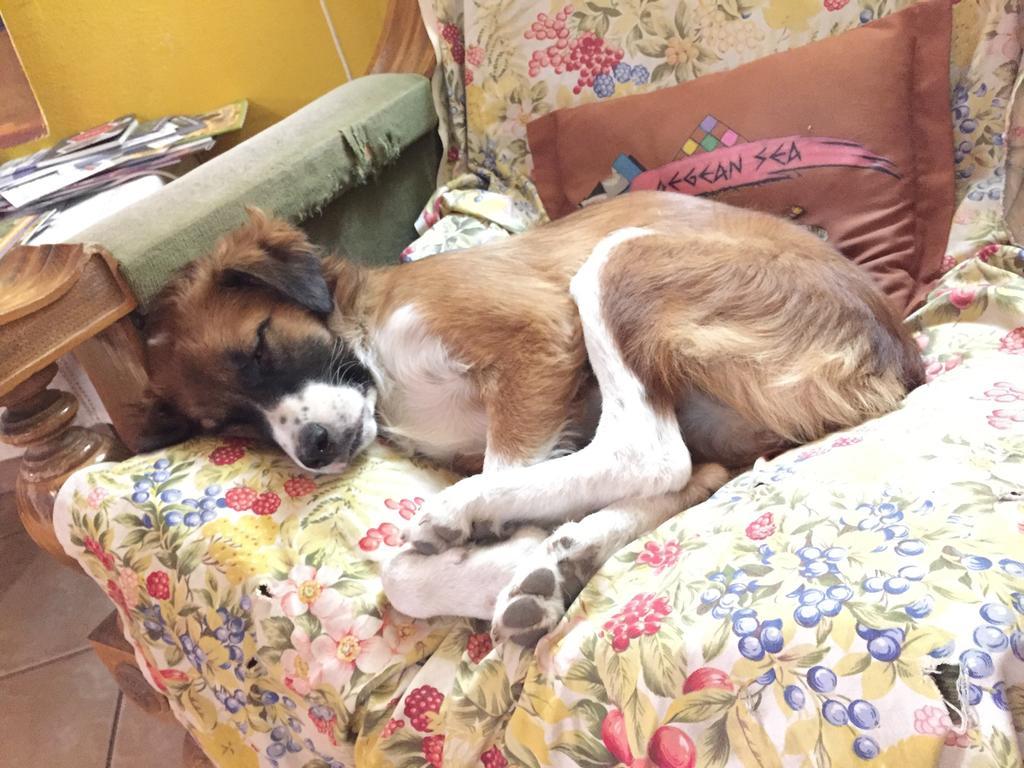 Mi Casa Es Tu Casa - Shkodra Backpackers Hostel Εξωτερικό φωτογραφία